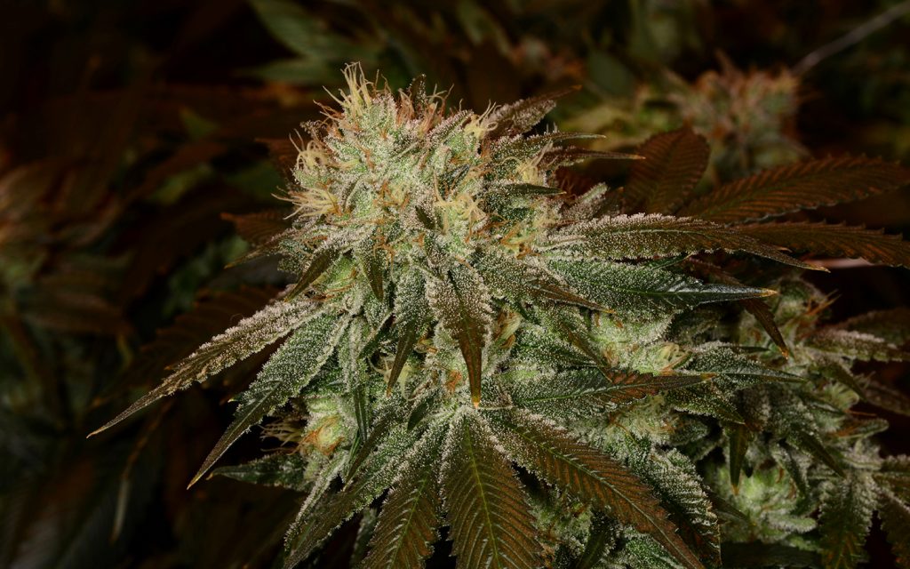 Master Kush Dutch Passion marihuana