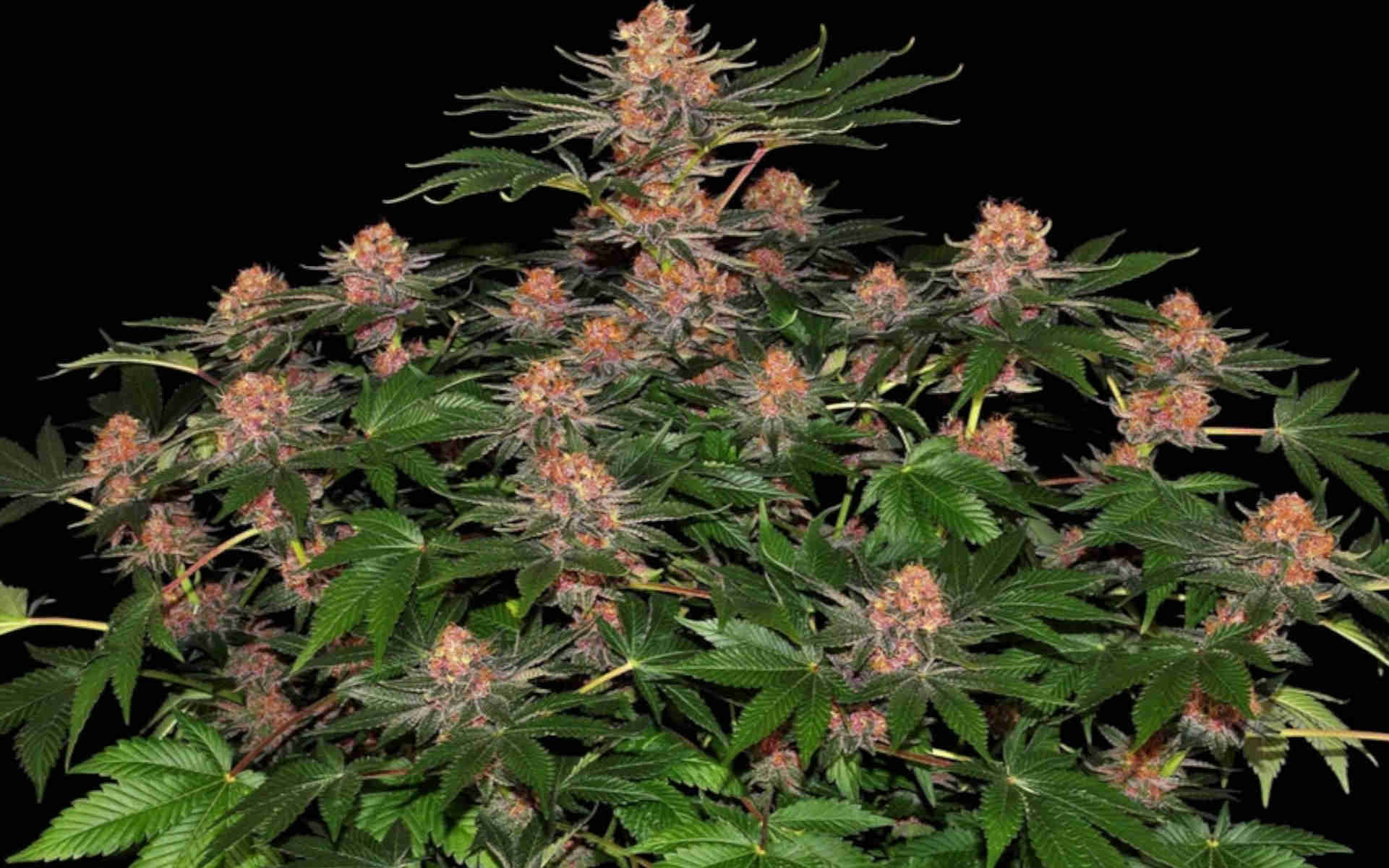 Purple Punch Barneys Farm marihuana
