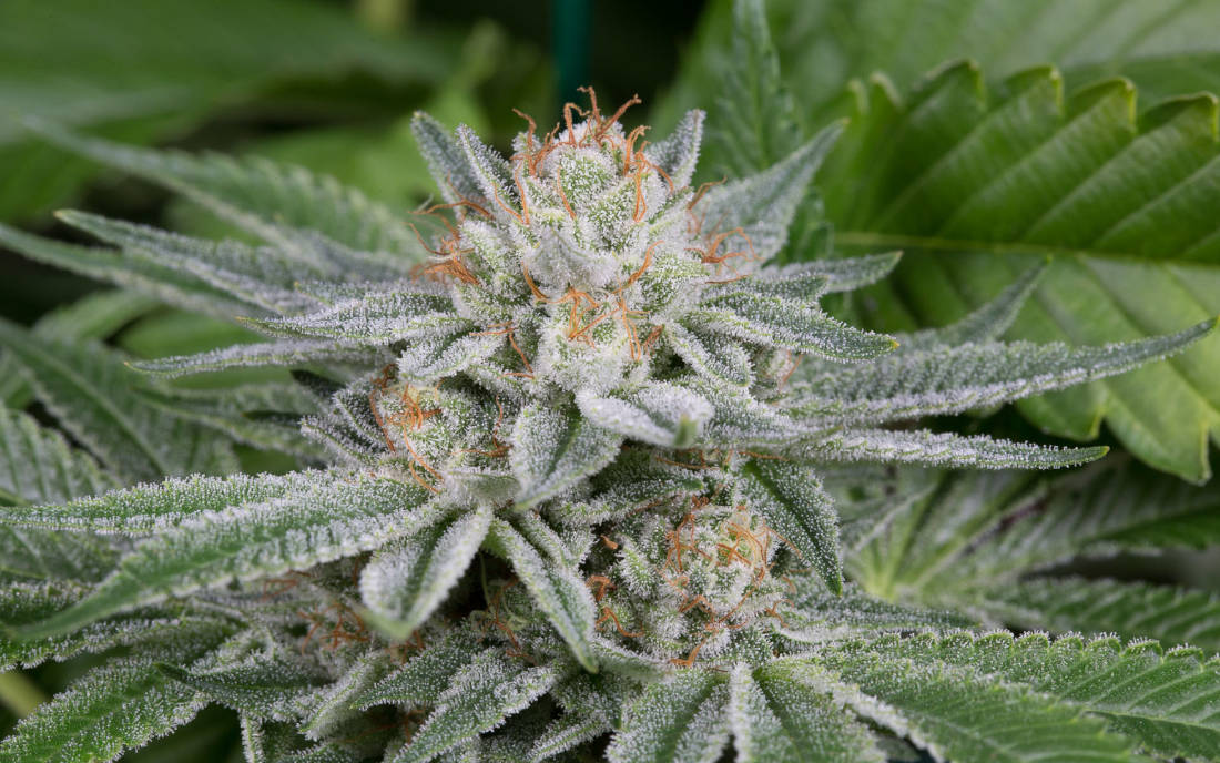Dinafem Gorilla