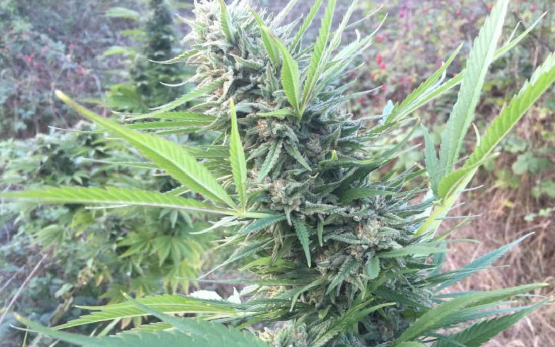 Green Poison FV