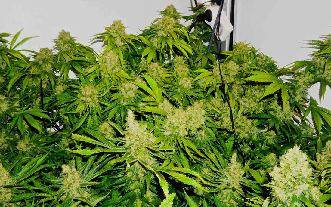 Northern Lights uprawa indoor (growbox)