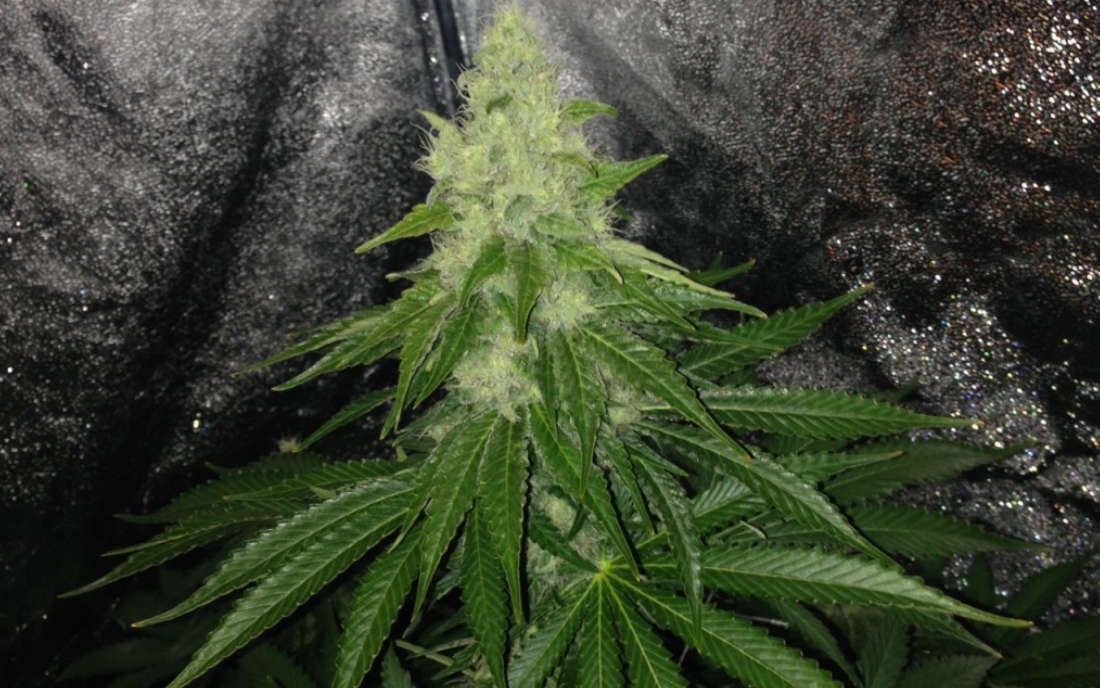 Odmiana Trainwreck