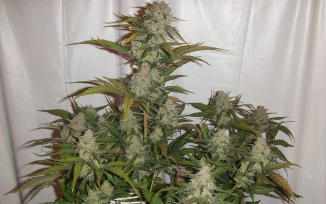 Cream Mandarine owocowy automat