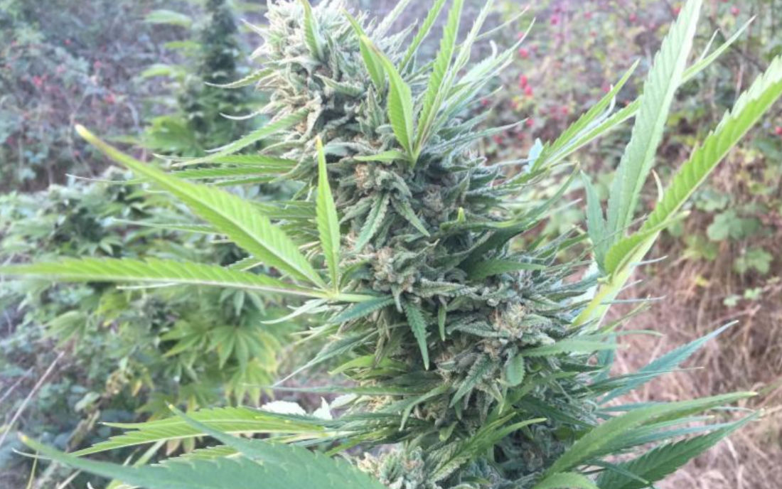 Green Poison FV nasiona outdoor