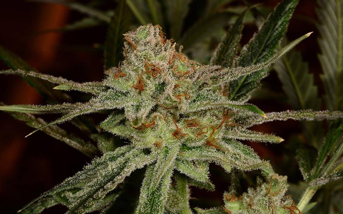 Lemon Skunk Strain