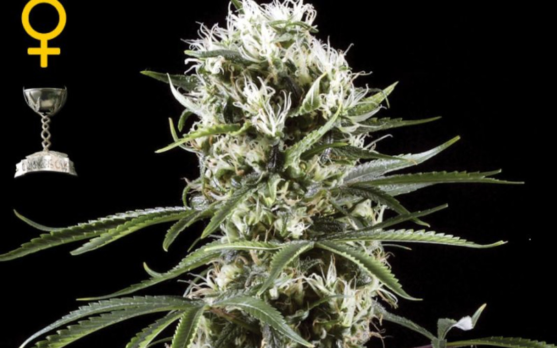 Super Lemon Haze