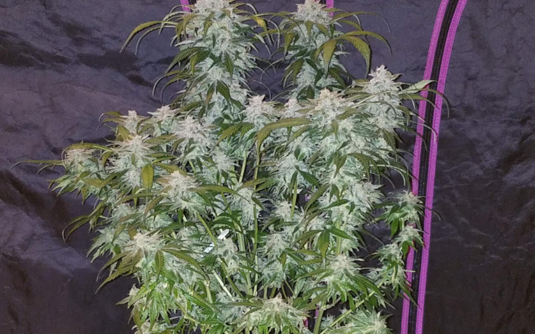 Tangie AUTO Fast Buds