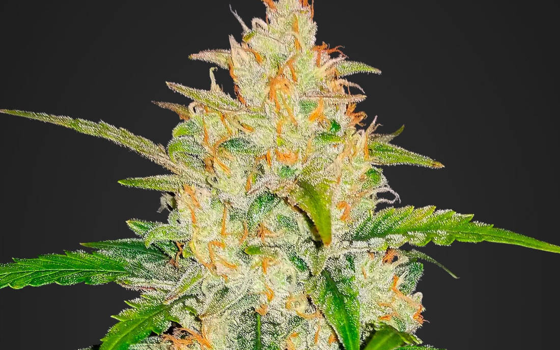 Zkittlez nasiona marihuany sklep