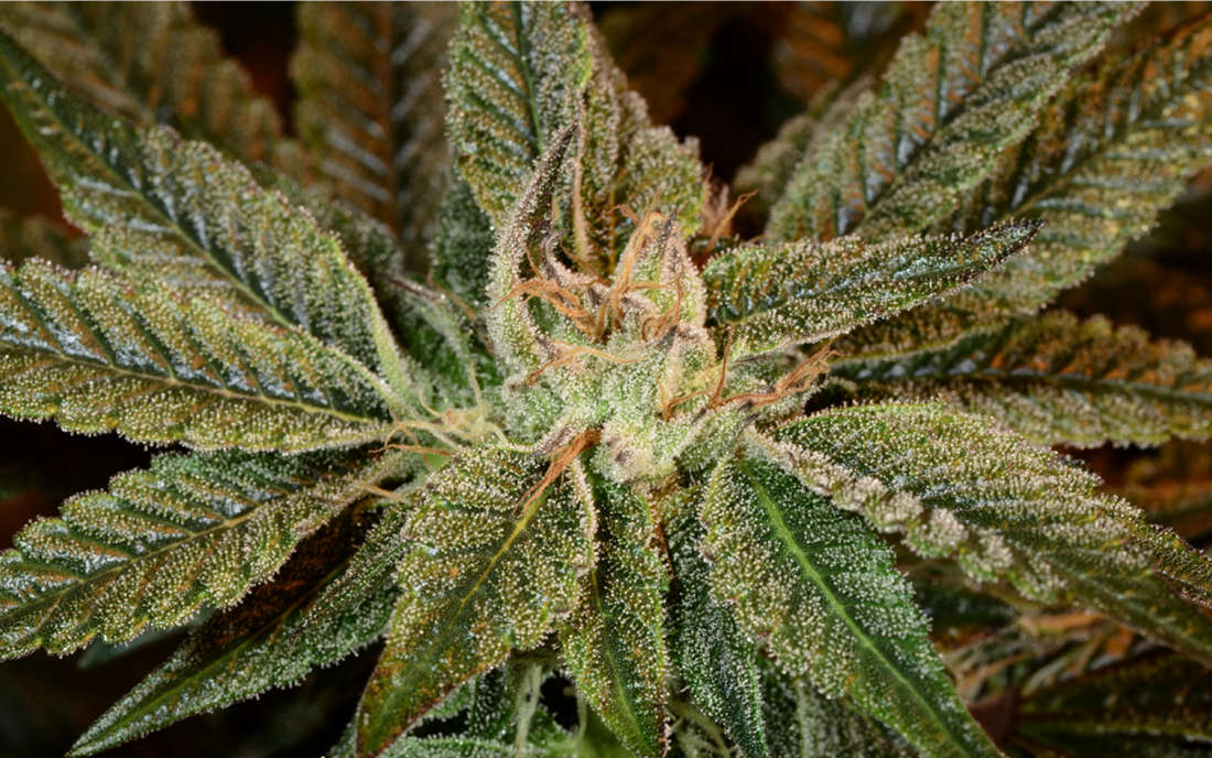 Bubba Kush odmiana konopi na zasypianie