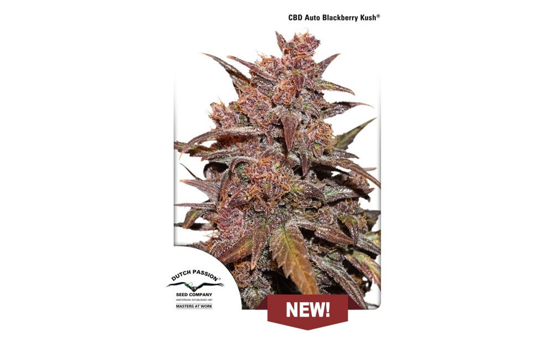 CBD Auto Blackberry Kush Dutch Passion