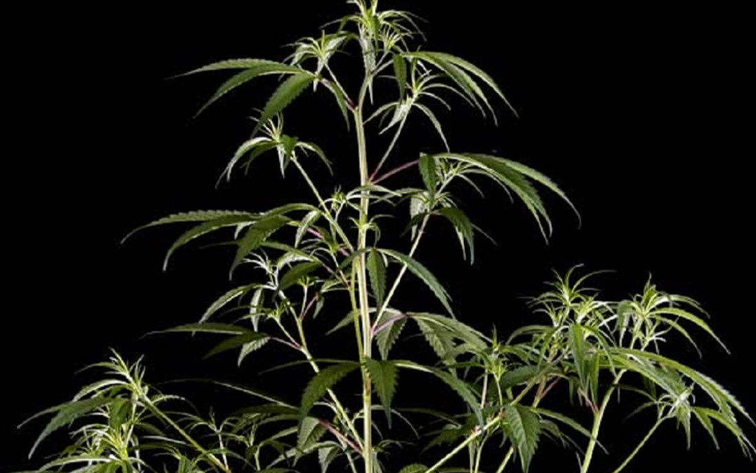 Green House Seeds Nevilles Haze
