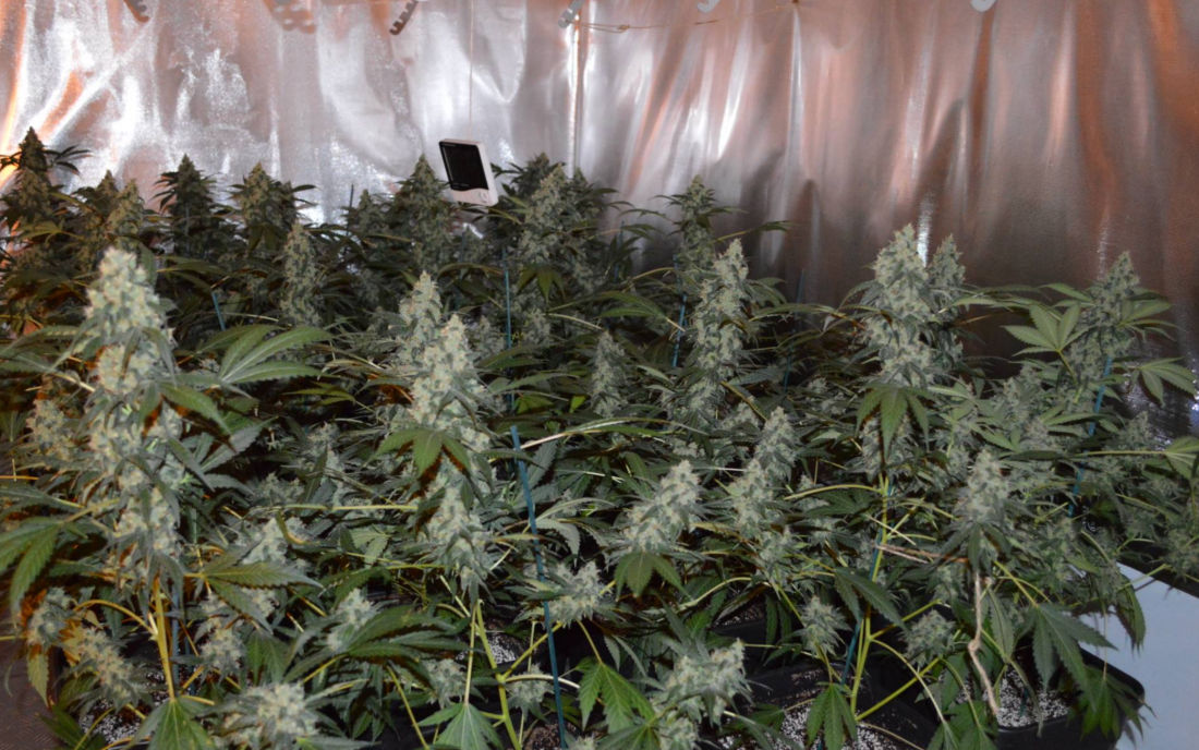 Uprawa AK47 indoor
