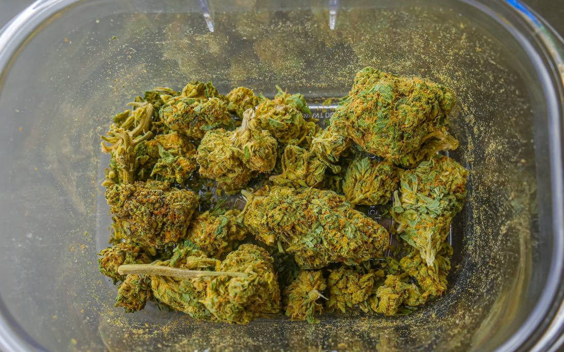 Susz odmiany kush