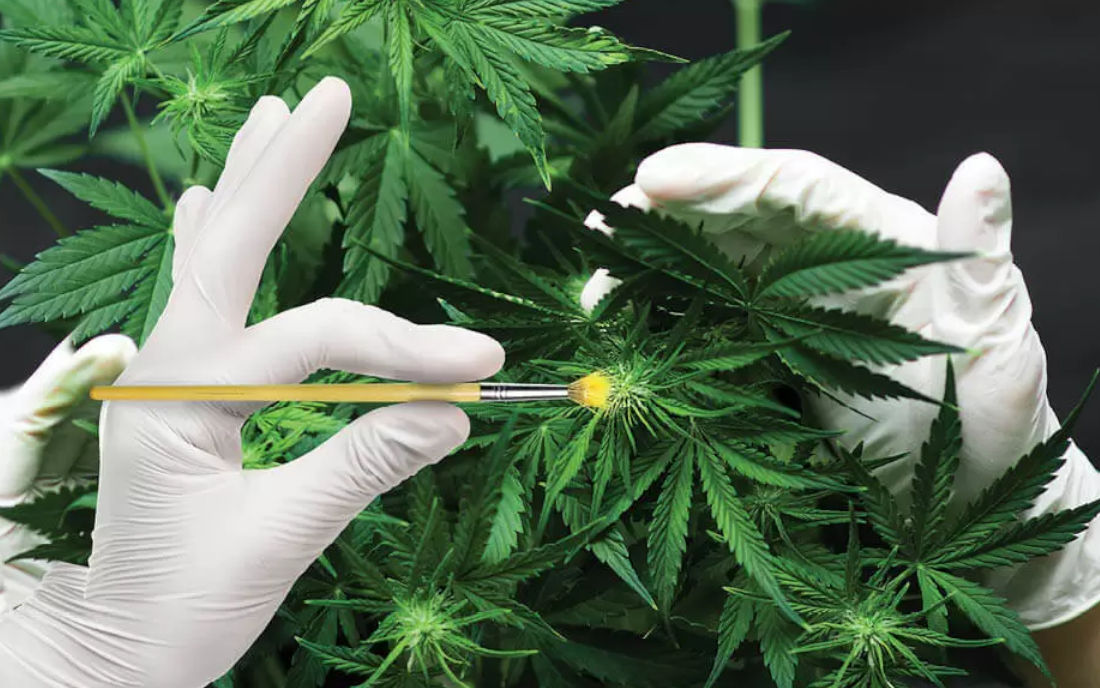 Marihuana w Polsce