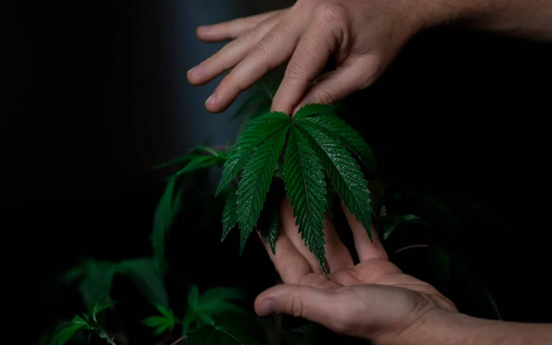 Marihuana liść