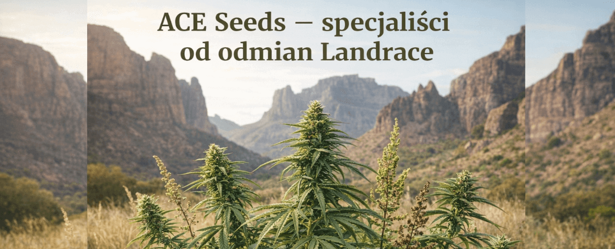 ACE Seeds – specjaliści od odmian Landrace
