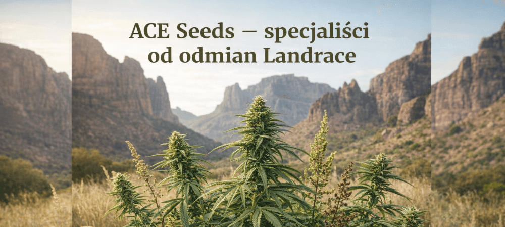 ACE Seeds – specjaliści od odmian Landrace