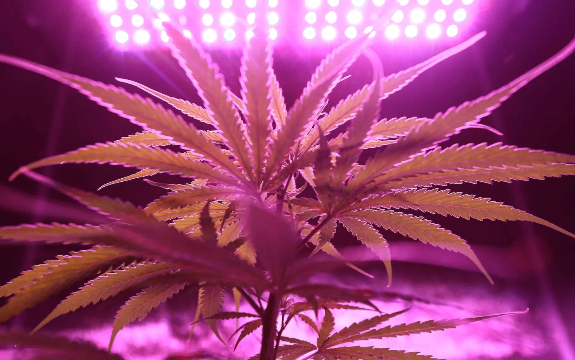 Jak zrobić growboxa?
