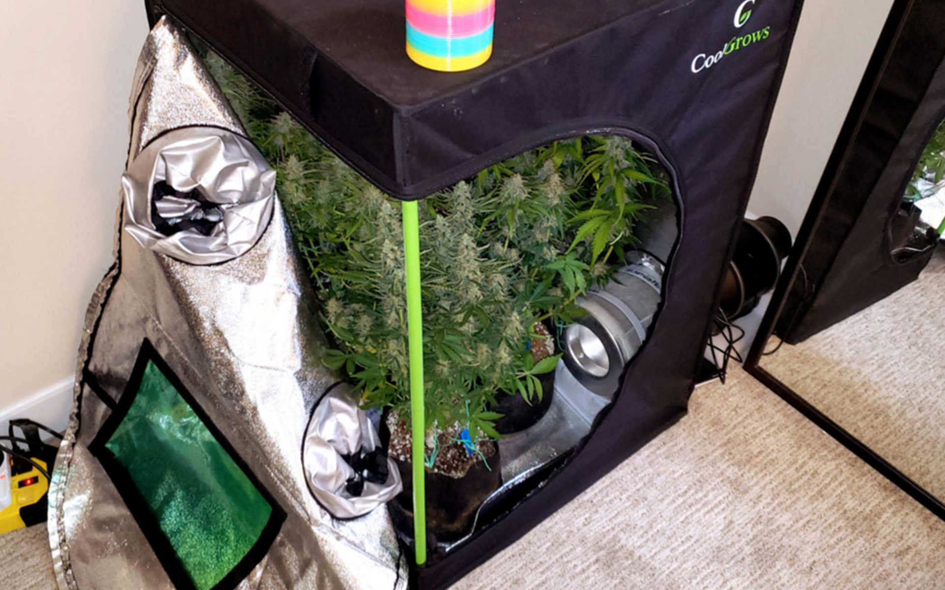 TOP 5 odmian do małych growboxów
