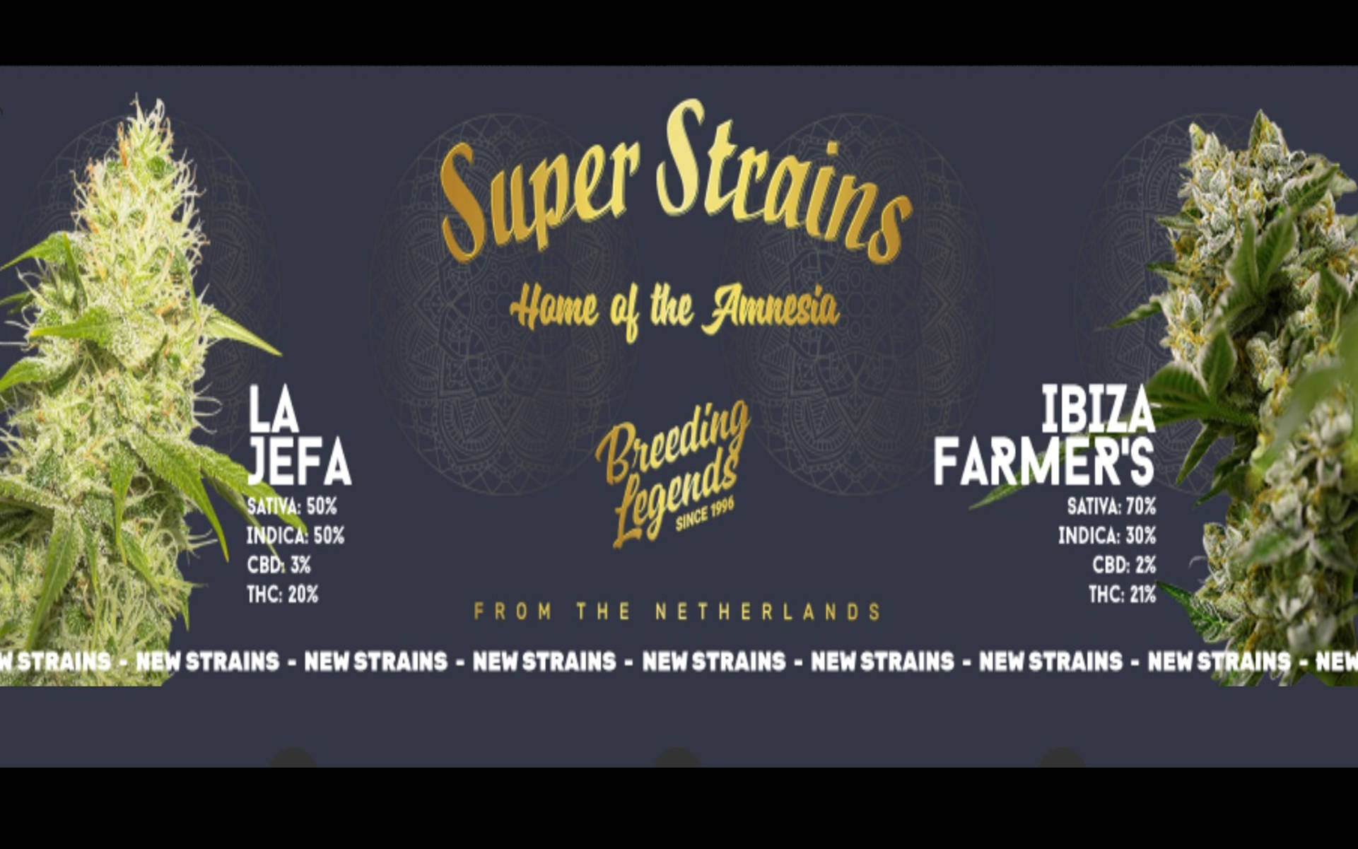 "La Jefa" i "Ibiza Farmer's" - nowości od Super Strains na 2020