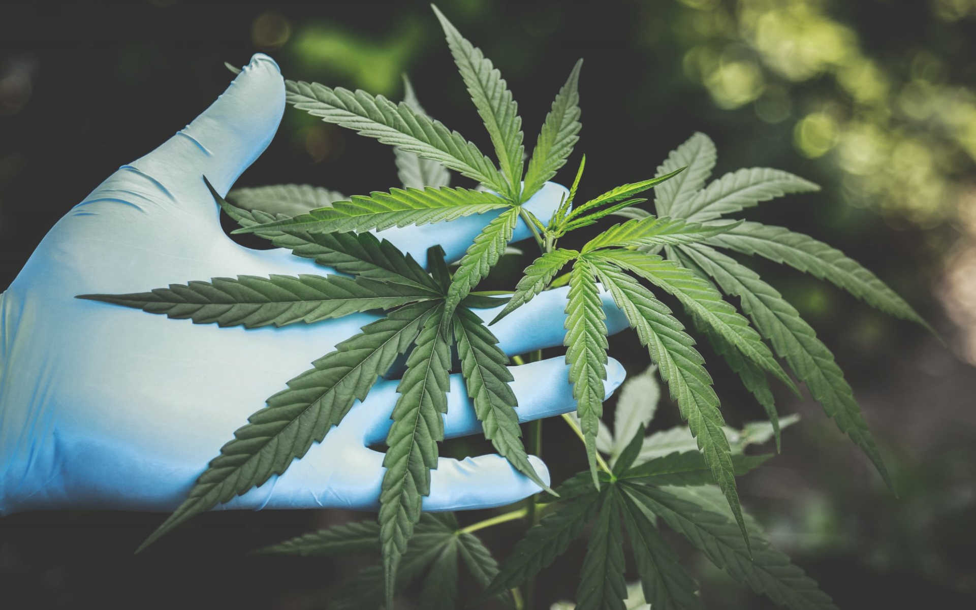 TOP 6 najlepszych odmian Sativa na outdoor