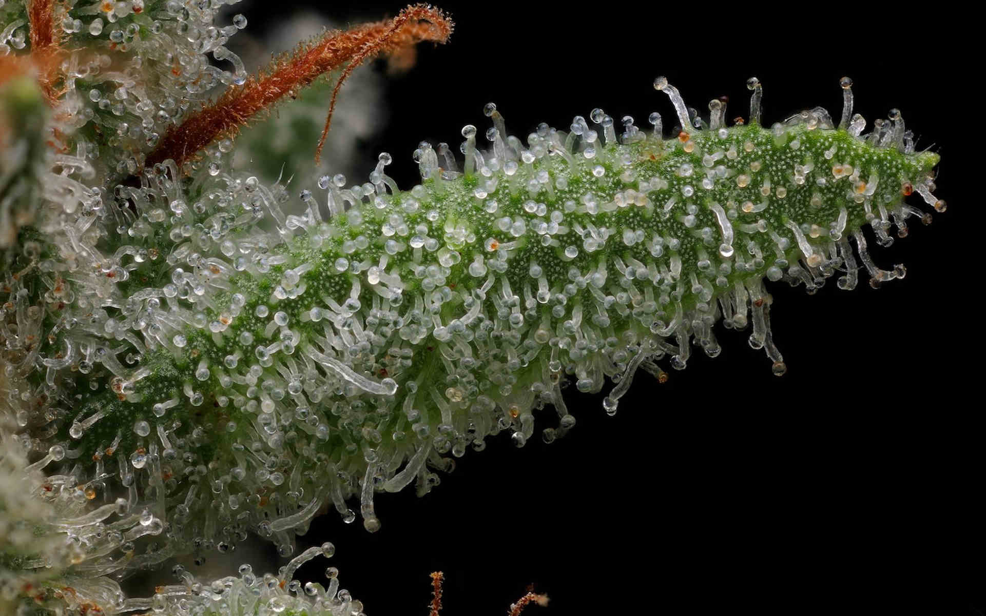 OG Kush - ulubione zioło raperów