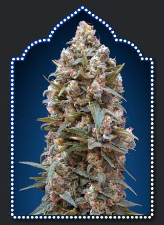 00 Kush
