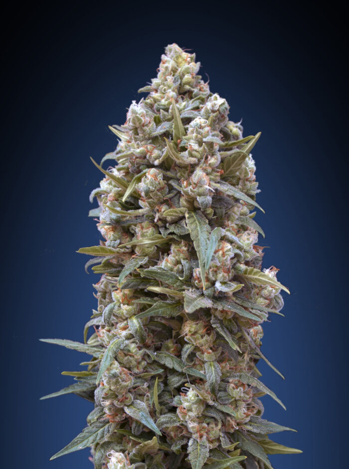 Auto 00 Kush