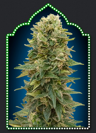 Auto Afghan Mass
