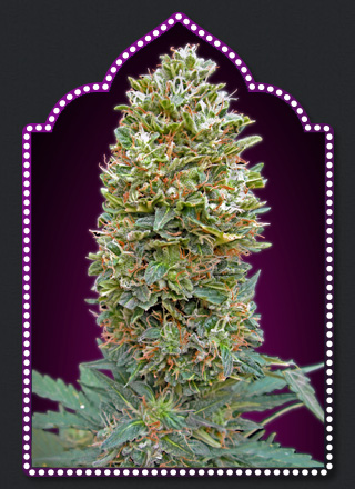 Auto Bubble Gum