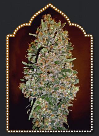 Auto Chocolate Skunk