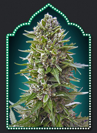 Auto Northern Lights