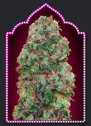 Bubble Gum