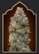 Chocolate Skunk