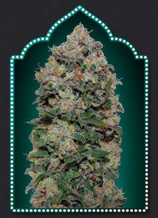 Northern Lights