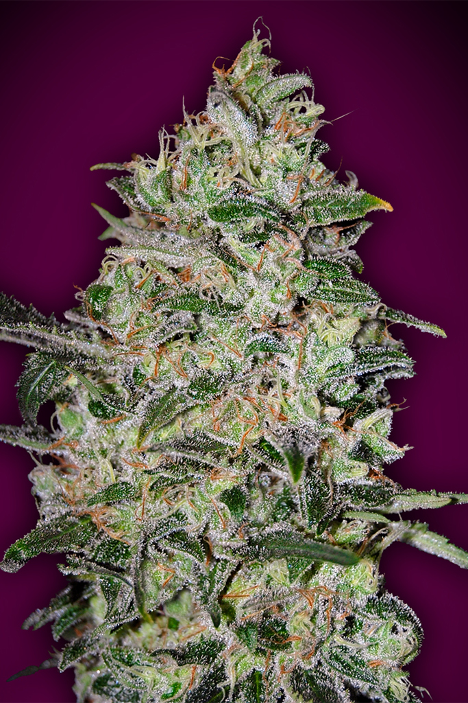 Bubble Gum Fast