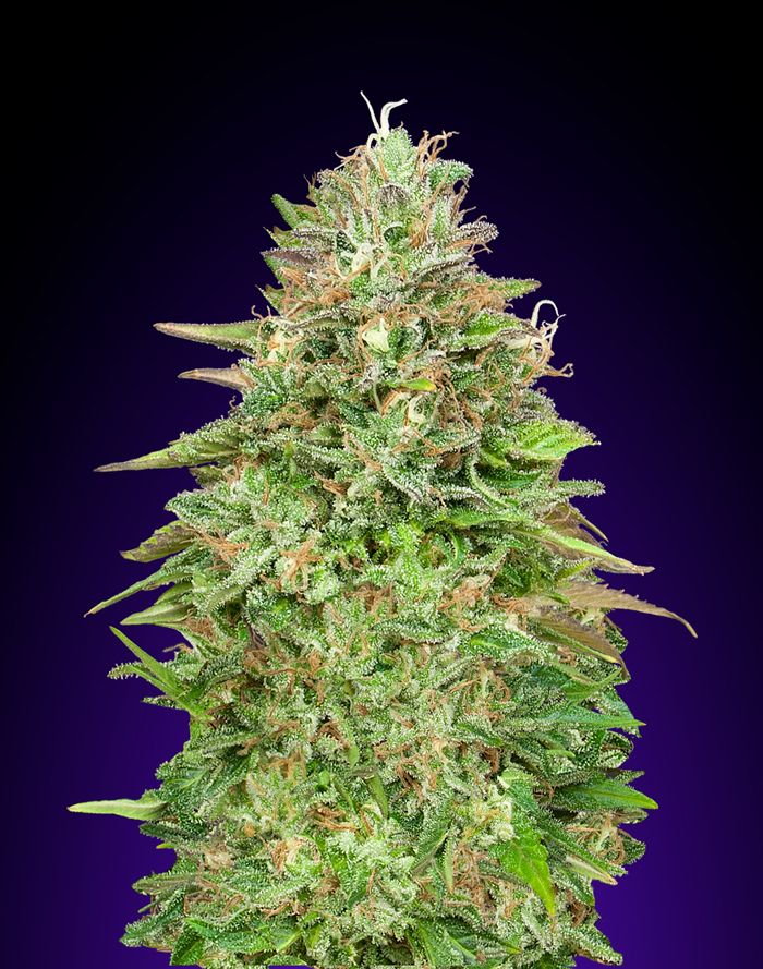 Critical Poison Fast