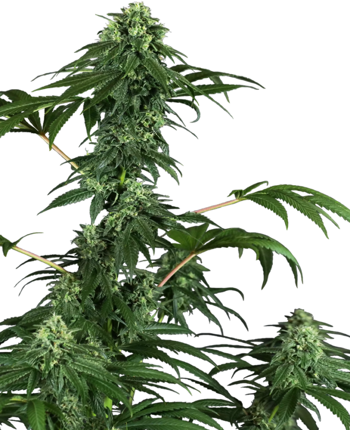 420 Punch