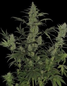 60 Day Lemon Autoflower