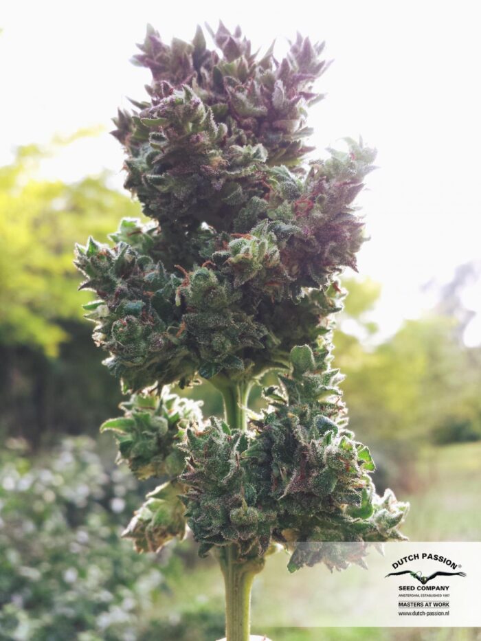 Auto Blueberry