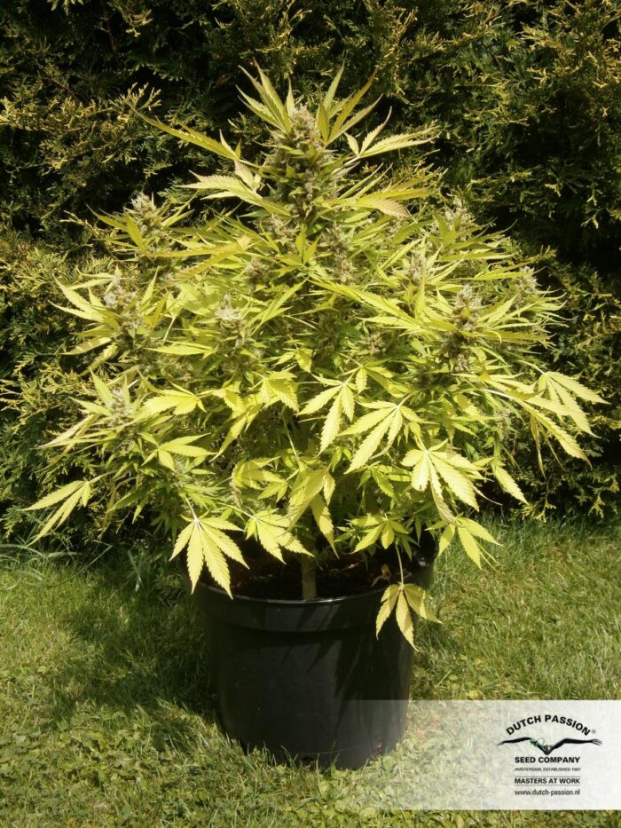 Auto Blueberry