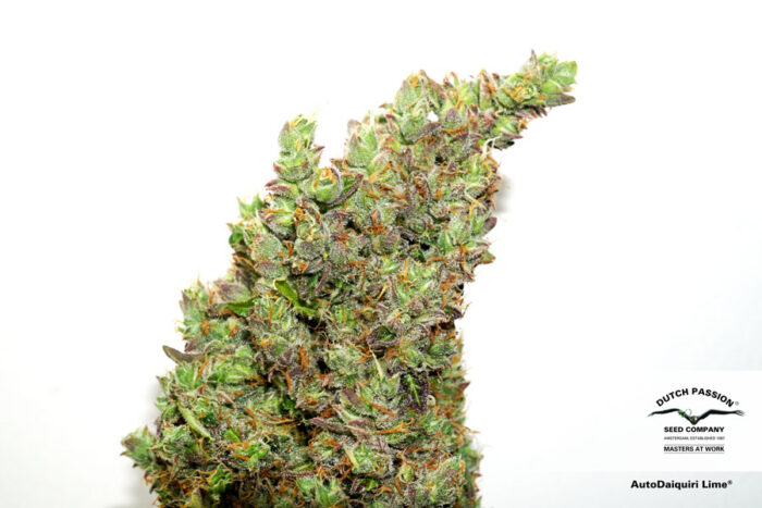 Auto Daiquiri Lime