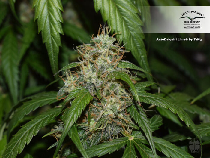 Auto Daiquiri Lime