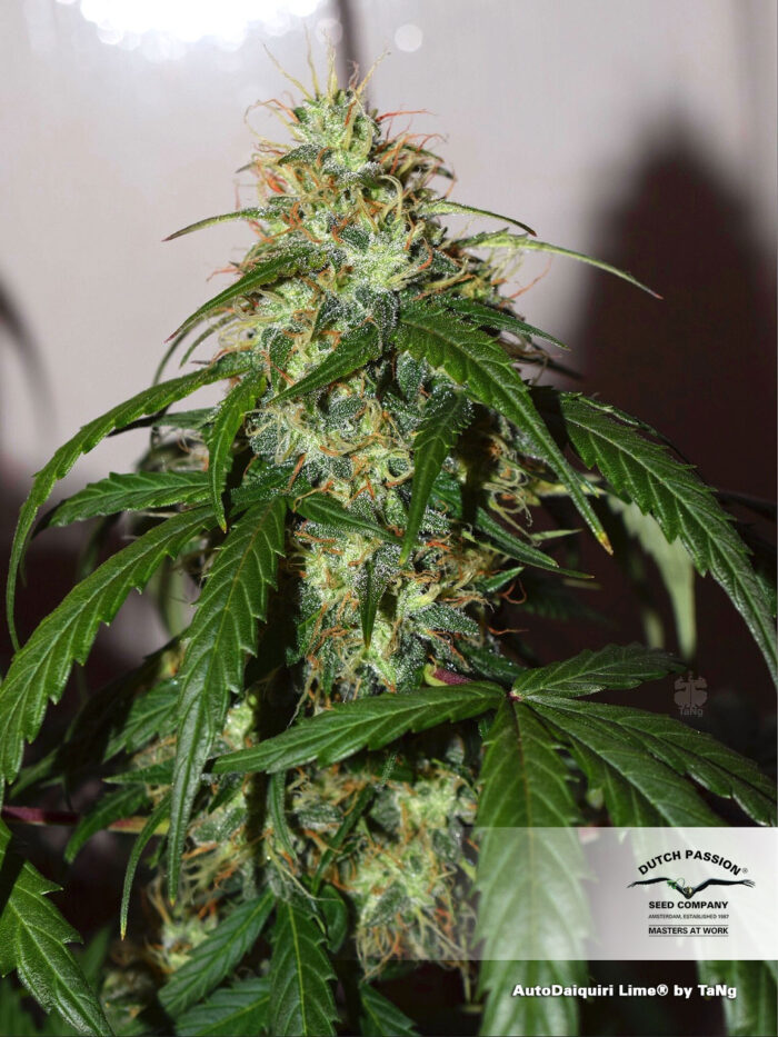 Auto Daiquiri Lime