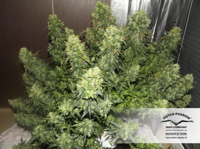 AutoDurban Poison