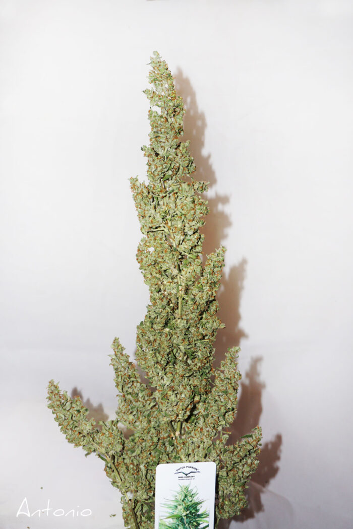 AutoDurban Poison