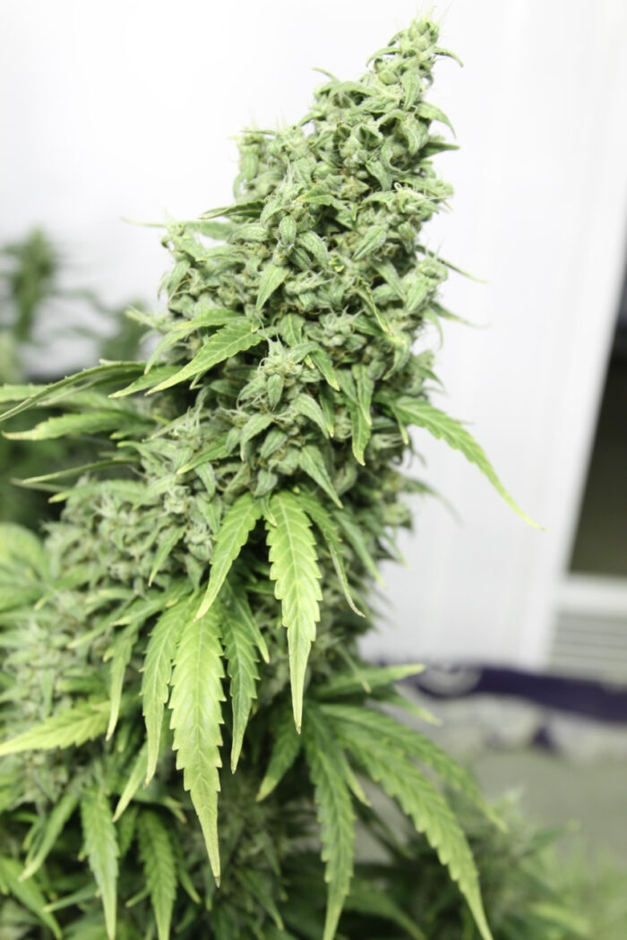 AutoDurban Poison