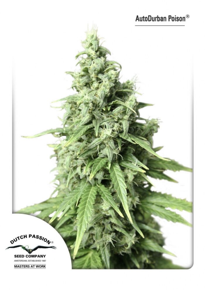 AutoDurban Poison
