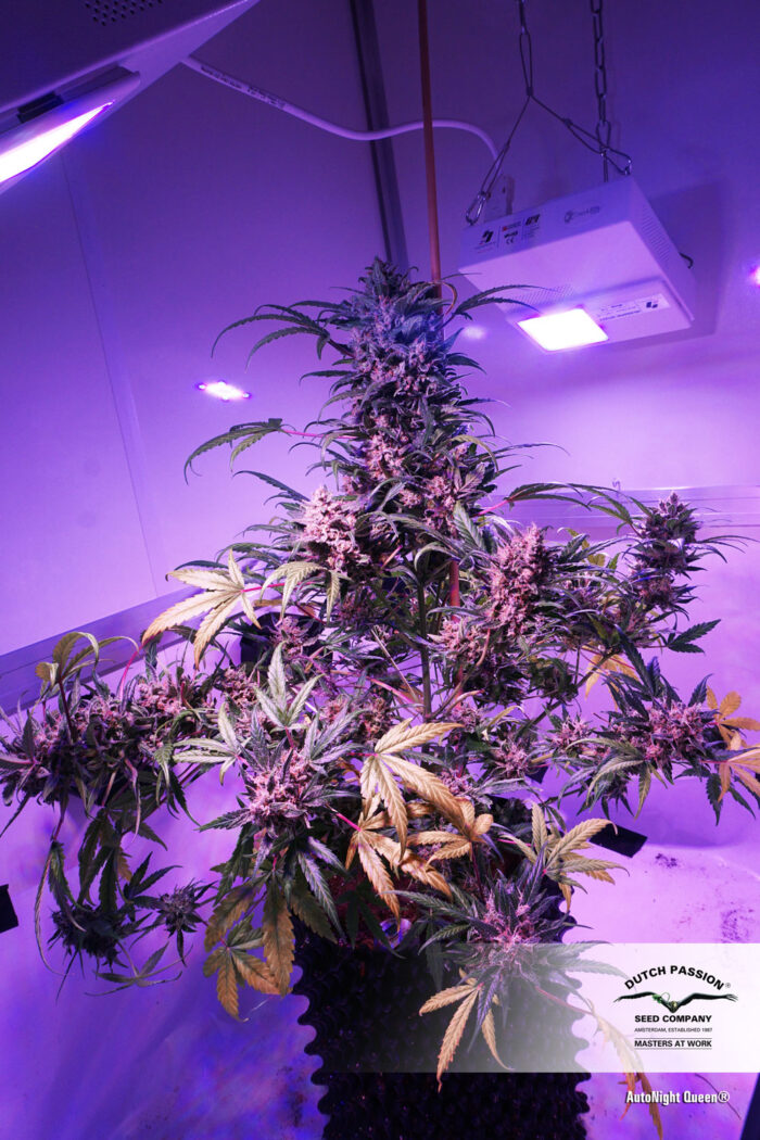 Auto Night Queen