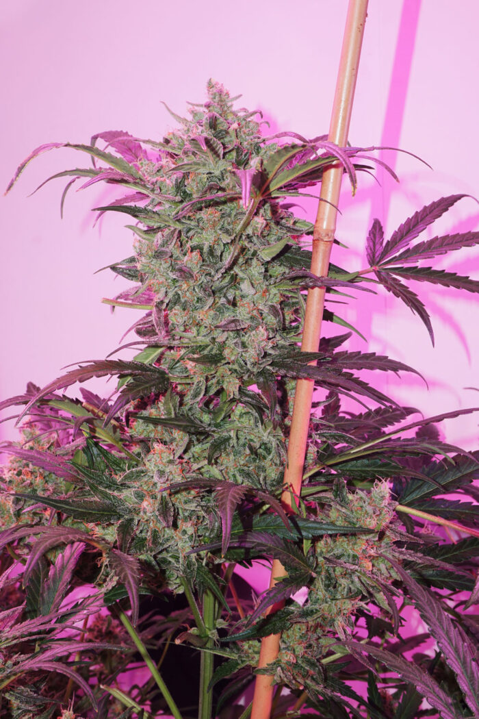 Auto Night Queen